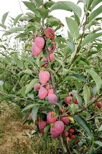 鸡心果,营养与美味的完美结合